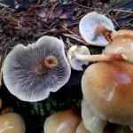 openok-seroplastinchatyi-hypholoma-7.webp